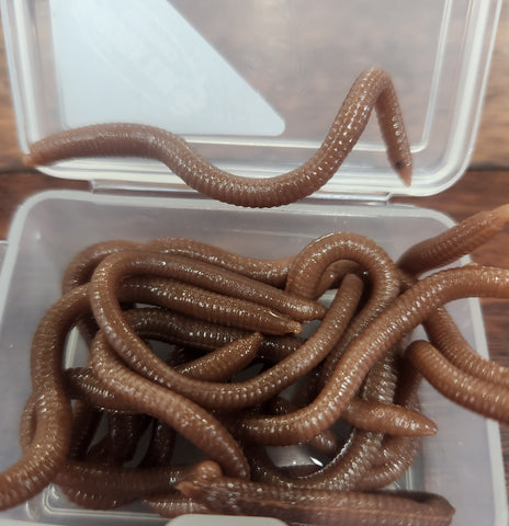 Hookem Soft Plastic Worm Fishing Bait