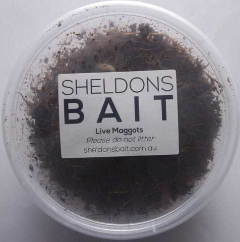 Bait - Gents - Maggots