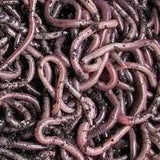 Bait - European Night Crawler Worms