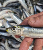 .Bait - IQF Pilchard Small Bag