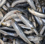 .Bait - IQF Pilchard Small Bag