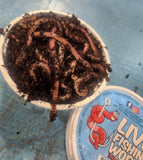 Bait - European Night Crawler Worms