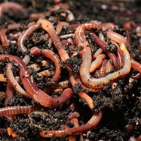 Bait - Tiger Worms
