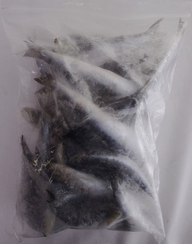 Bait - IQF Pilchards 15 kg Box